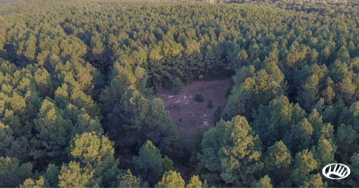 Featured Image for Texas Hunting Land
